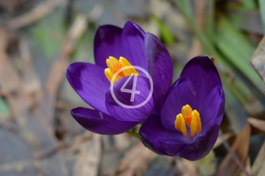 Purple flowers