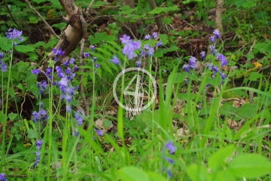 Purple flowers