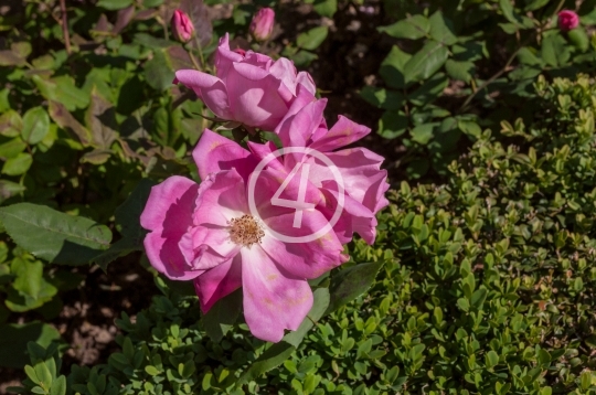 Purple flowers 2