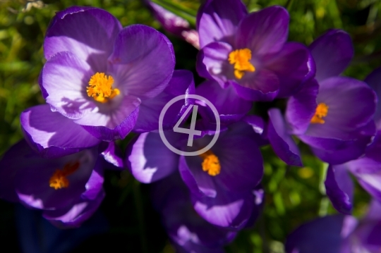 Purple flowers