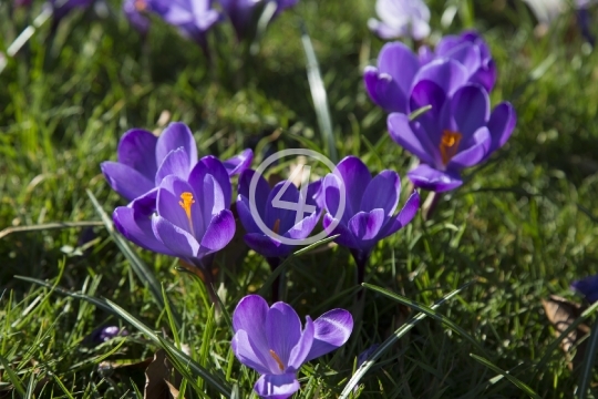 Purple flowers