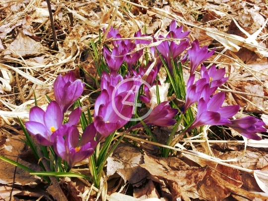 Purple flowers