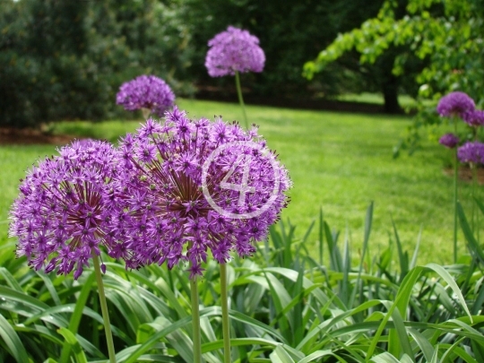 Purple flowers