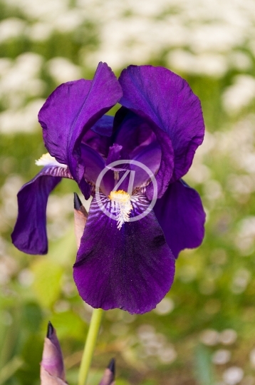 Purple iris 1