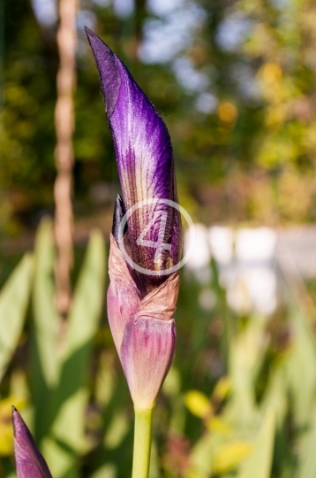 Purple iris 2