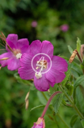 Purple petals