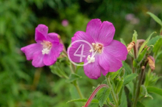 Purple petals 2