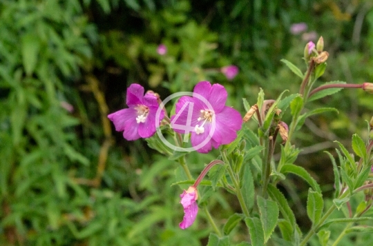 Purple petals 3