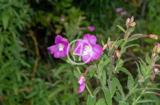 Purple petals 4