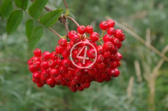 Red berries