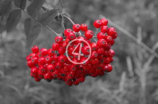 Red berries 2