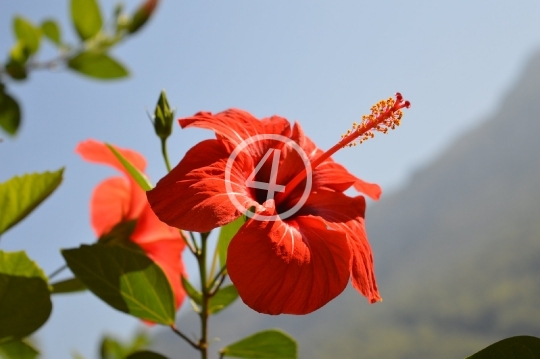 Red flower