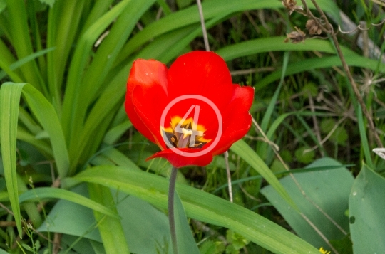 Red flower