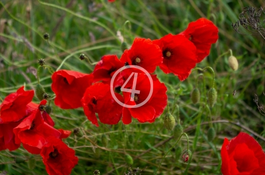 Red flower cluster 1