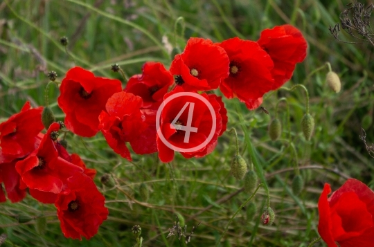 Red flower cluster 2