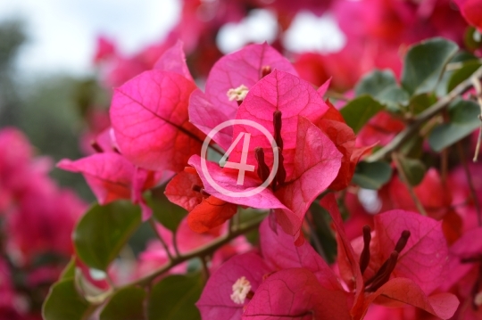 Red Flowers 