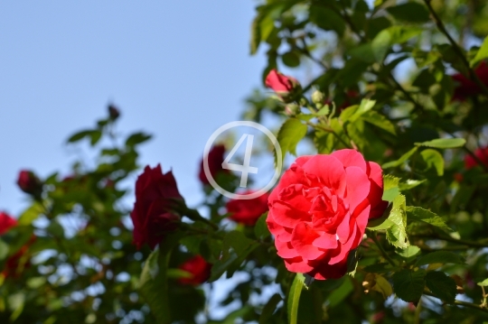 Red flowers