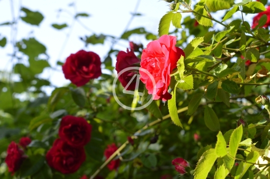 Red flowers