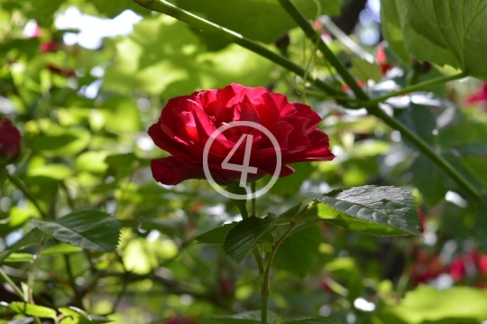 Red flowers