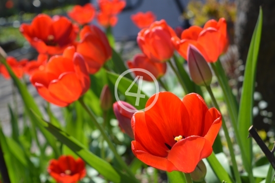 Red flowers