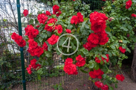 Red flowers