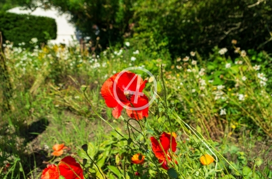 Red petal