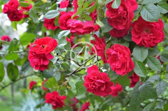 Red rose bush