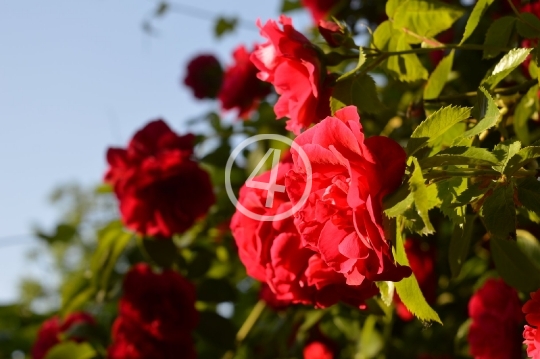 Red rose bush