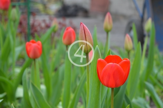 Red tulips