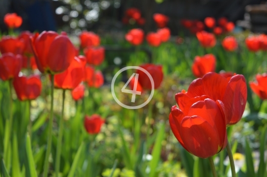 Red tulips