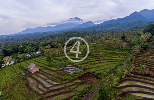 Rice Field in Lombok - 2