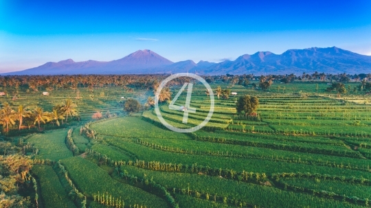 Rice Field in Lombok - 3