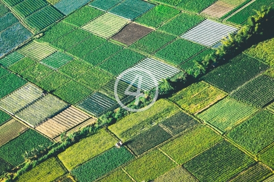 Rice Field in Lombok