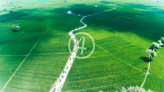 Rice Field in Sumbawa