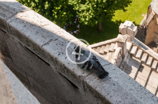 Roof top pigeon