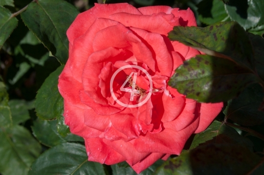 Rose 2