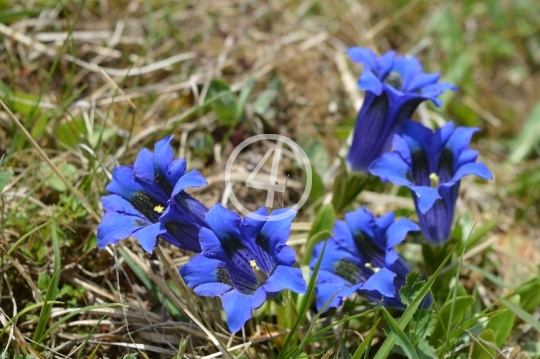 Royal blue bloom