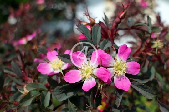 Shrub bloom