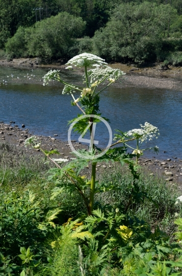 Single white flower 1