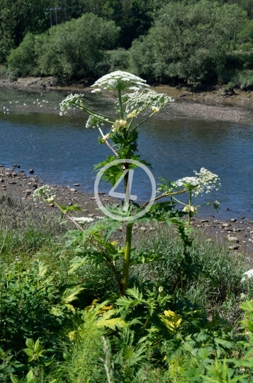 Single white flower 2