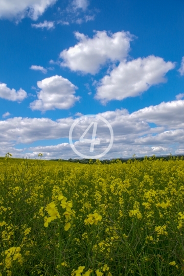 Sky and field