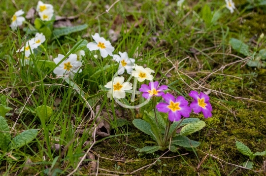 Small fowers 1