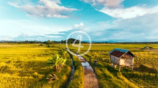 Small road through rice field