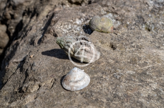 Small shells 