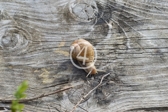 Snail