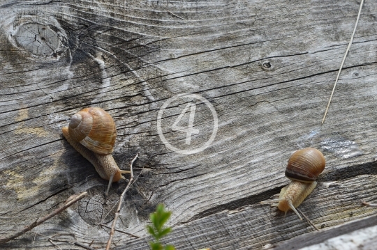 Snail