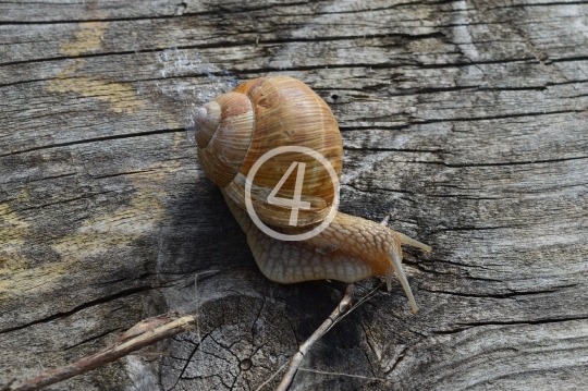 Snail