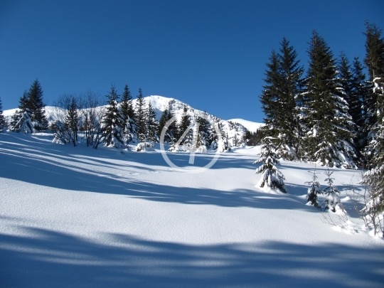 Snow landscape