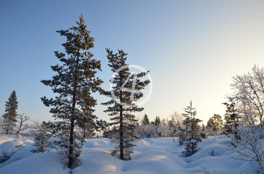 Snow landscape