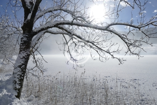 Snow landscape